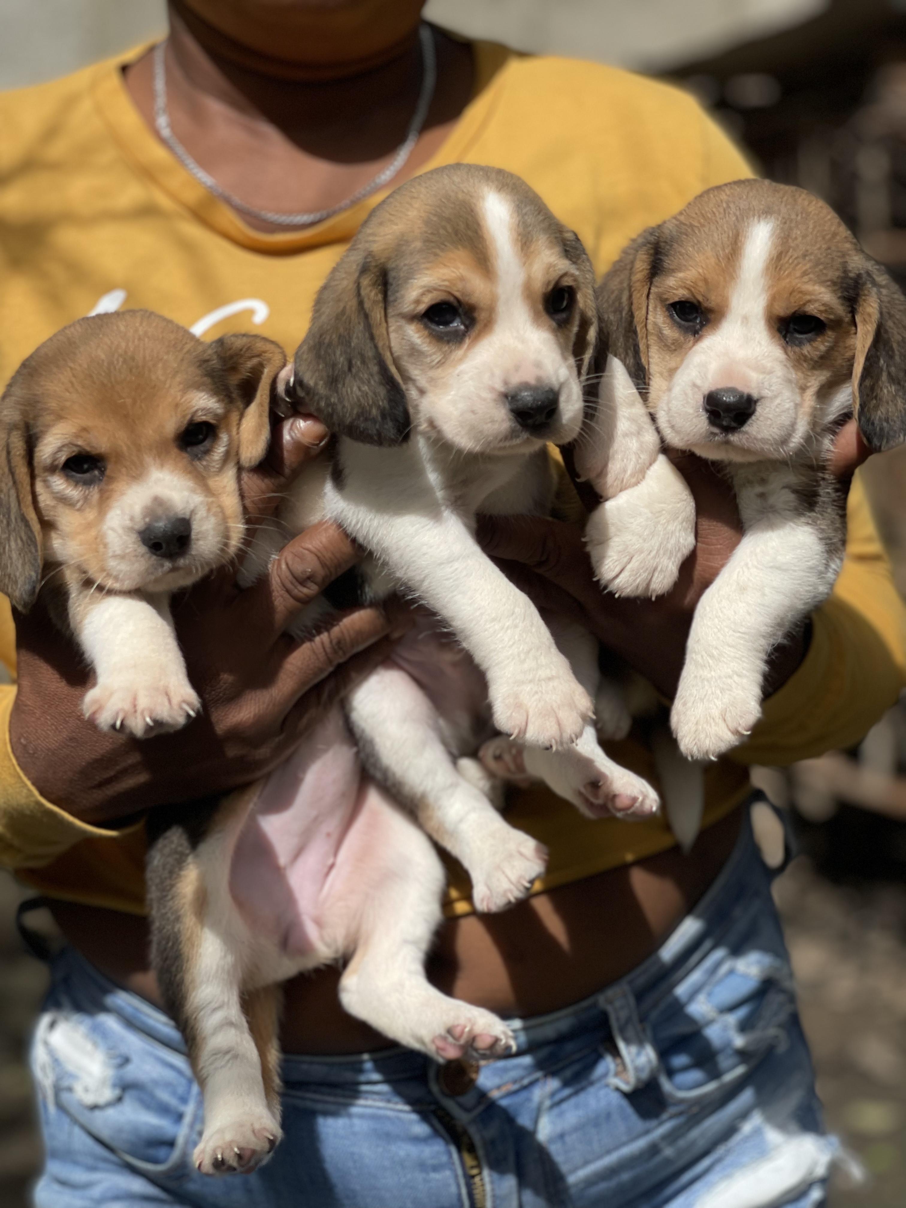 Cachorros beagles  Foto 7306800-3.jpg