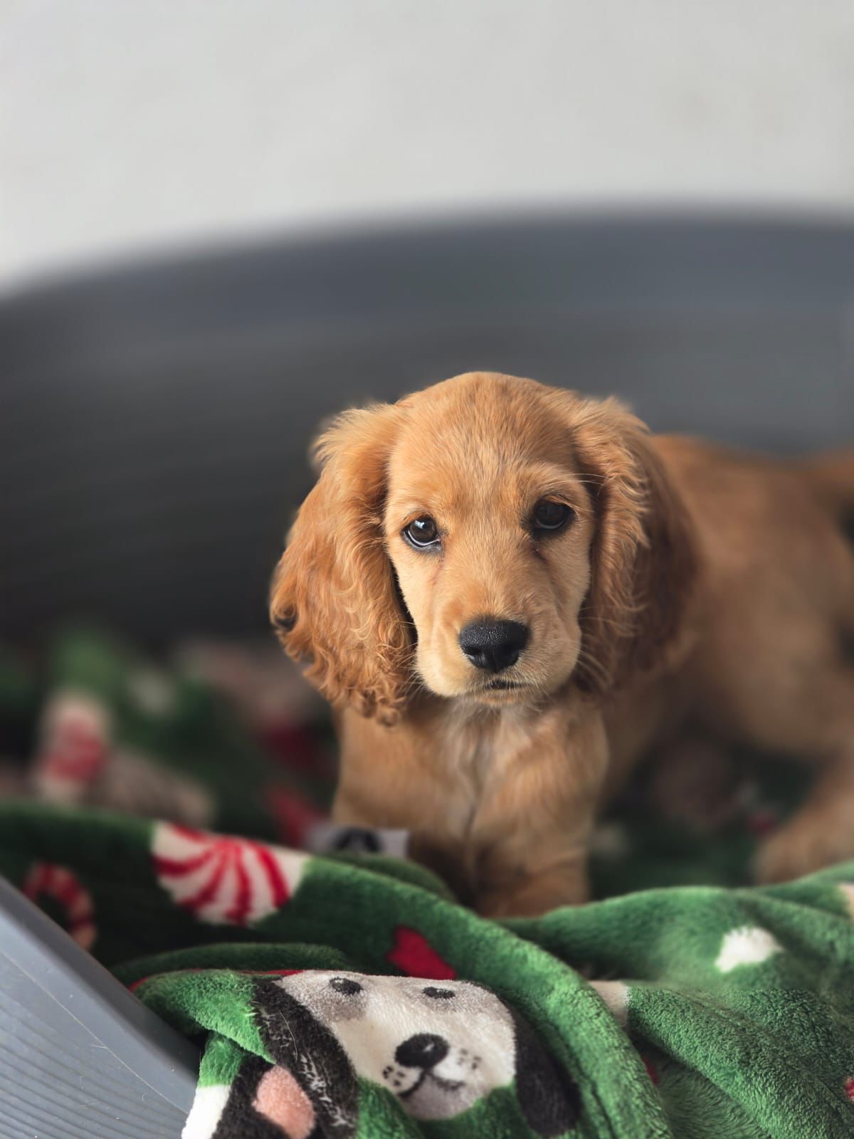 OFERTA CACHORRO COCKER SPANIEL HEMBRA SE ENTREGA CON TODO AL DIA Foto 7306823-2.jpg