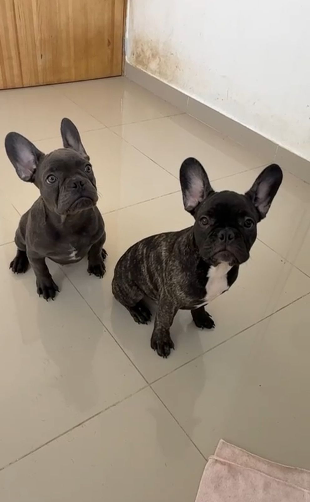 OFERTA CACHORRO BULLDOG FRANCES MACHO EN SANTO DOMINGO Y VACUNA AL DIA Foto 7306832-1.jpg