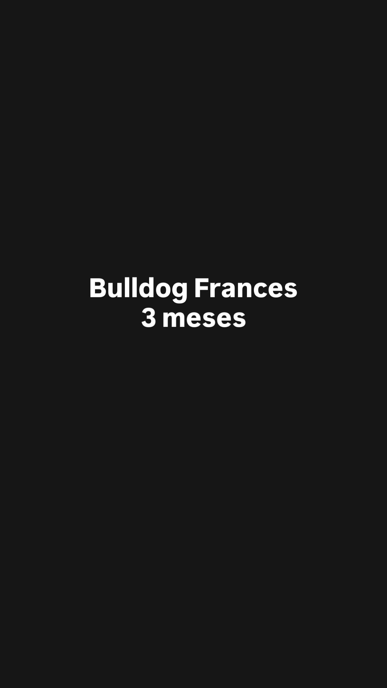 Bulldog francés  Foto 7307116-3.jpg