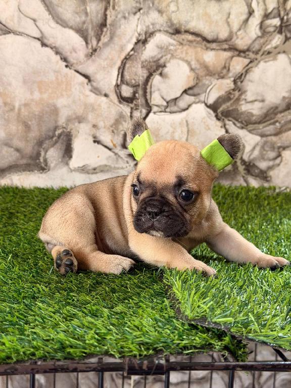 OFERTA CACHORRO BULLDOG FRANCES HEMBRA EN SANTO DOMINGO Y VACUNA AL DI Foto 7307366-1.jpg