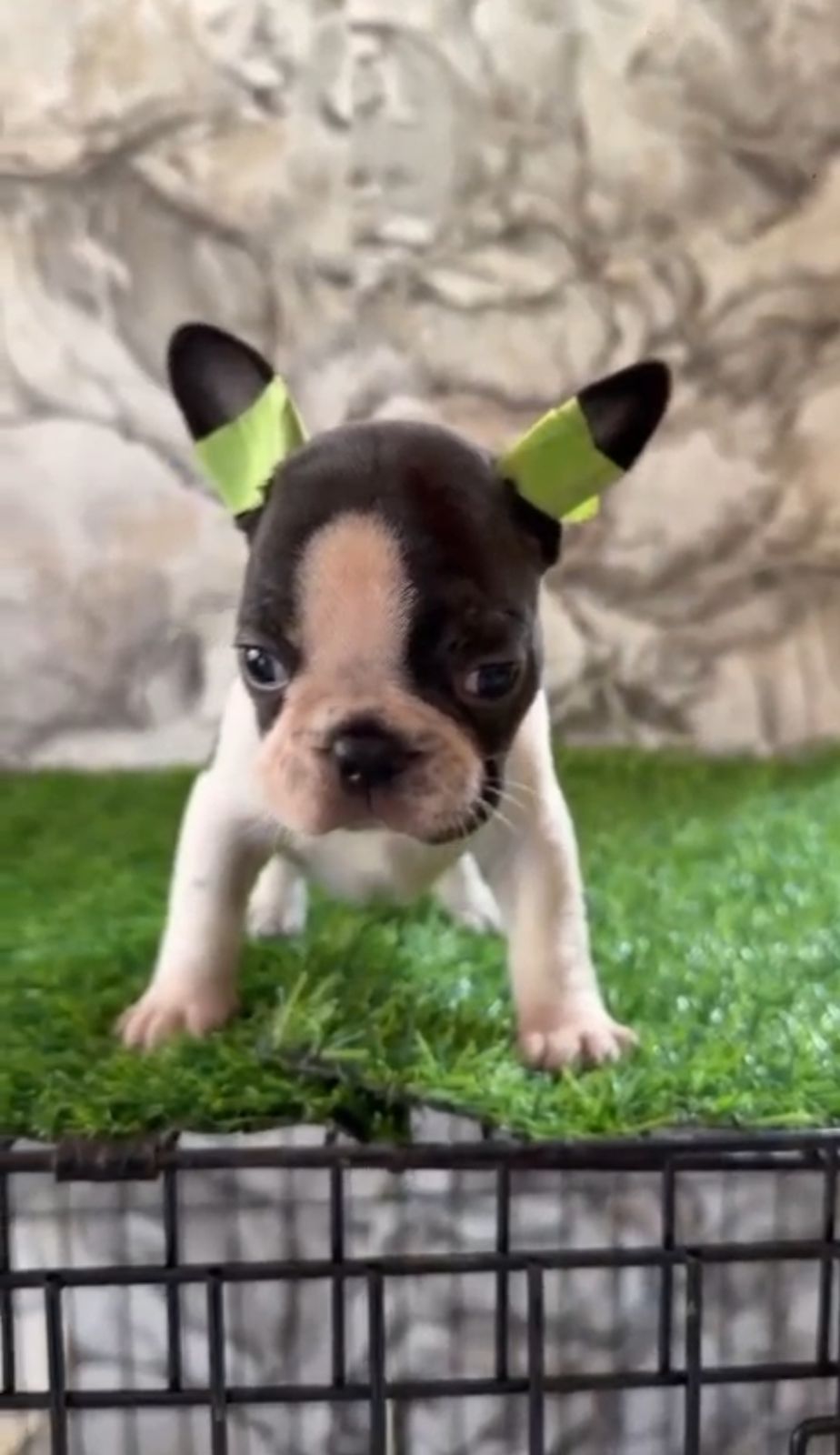 OFERTA CACHORRO BULLDOG FRANCES HEMBRA EN SANTO DOMINGO Y VACUNA AL DI Foto 7307366-2.jpg