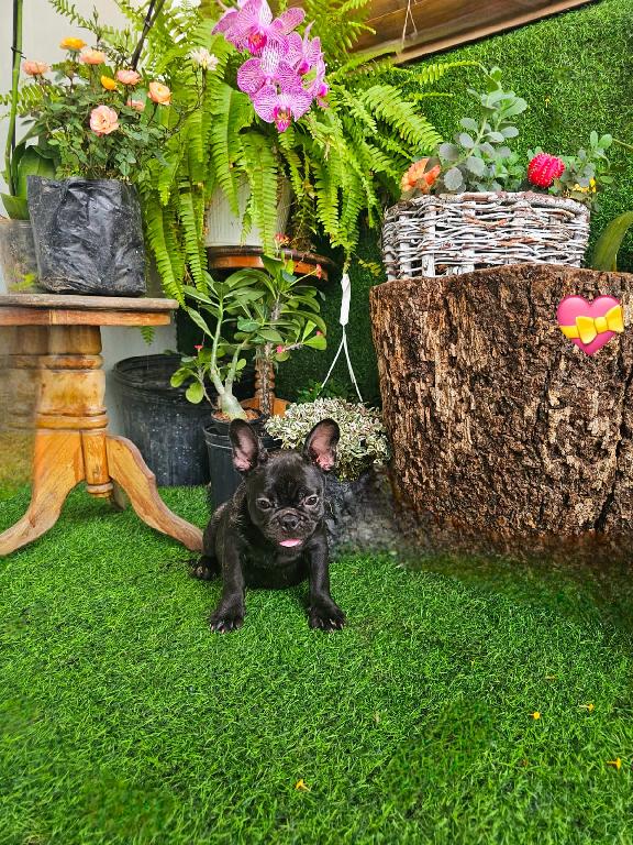 OFERTA CACHORRO BULLDOG FRANCES HEMBRA EN SANTO DOMINGO Y VACUNA AL DI Foto 7307368-1.jpg