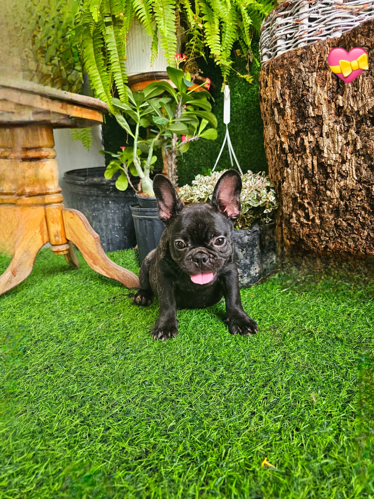 OFERTA CACHORRO BULLDOG FRANCES HEMBRA EN SANTO DOMINGO Y VACUNA AL DI Foto 7307368-2.jpg