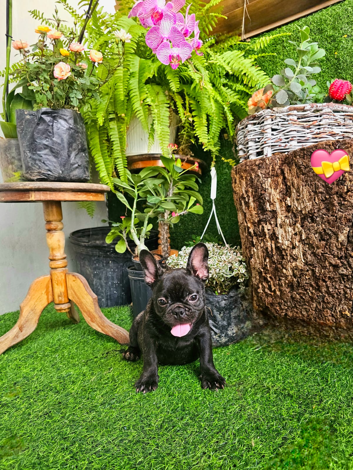 OFERTA CACHORRO BULLDOG FRANCES HEMBRA EN SANTO DOMINGO Y VACUNA AL DI Foto 7307368-3.jpg