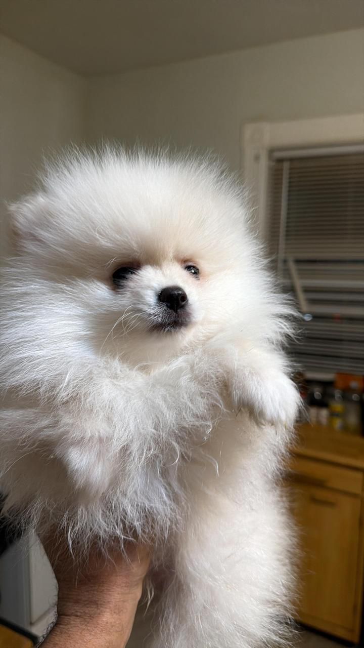 OFERTA CACHORRO POMERANIA MACHO EN BOSTON  Y VACUNADA Foto 7307369-1.jpg
