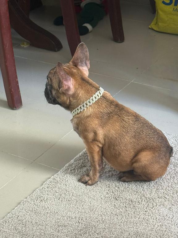 OFERTA CACHORRO BULLDOG FRANCES HEMBRA EN SANTO DOMINGO Y VACUNA AL DI Foto 7307370-1.jpg
