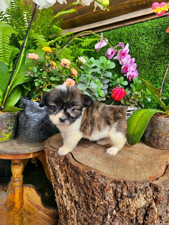 OFERTA CACHORRO MIX SHIH TZU Y MARIPOSA AMBOS SEXO EN SANTO DOMINGO  Foto 7307371-1.jpg