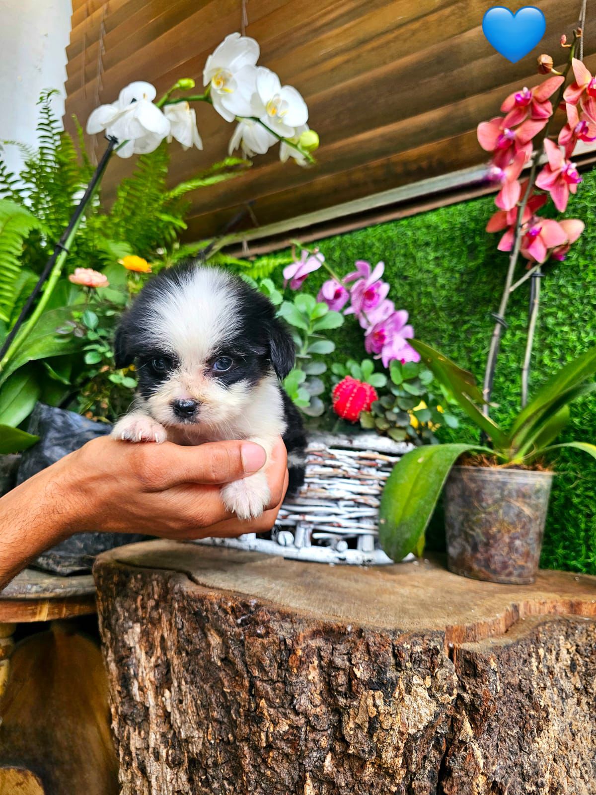 OFERTA CACHORRO MIX SHIH TZU Y MARIPOSA AMBOS SEXO EN SANTO DOMINGO  Foto 7307371-2.jpg