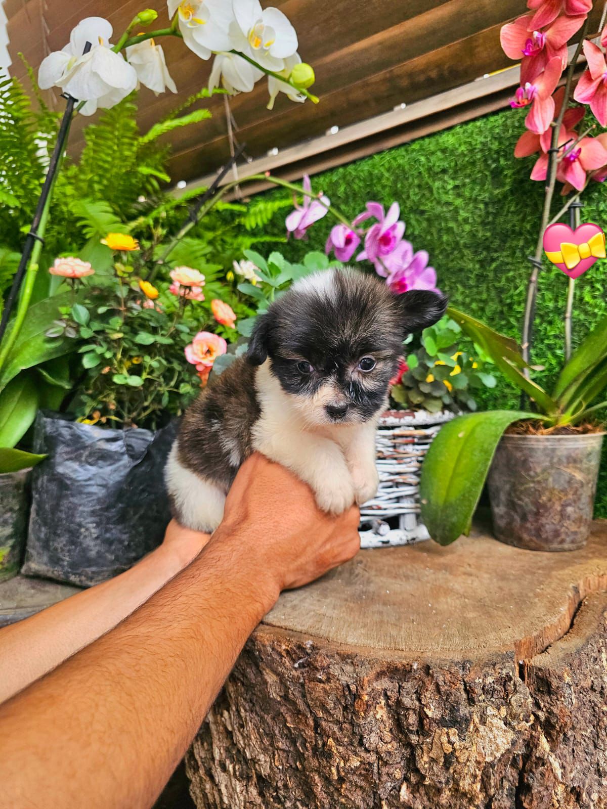 OFERTA CACHORRO MIX SHIH TZU Y MARIPOSA AMBOS SEXO EN SANTO DOMINGO  Foto 7307371-3.jpg