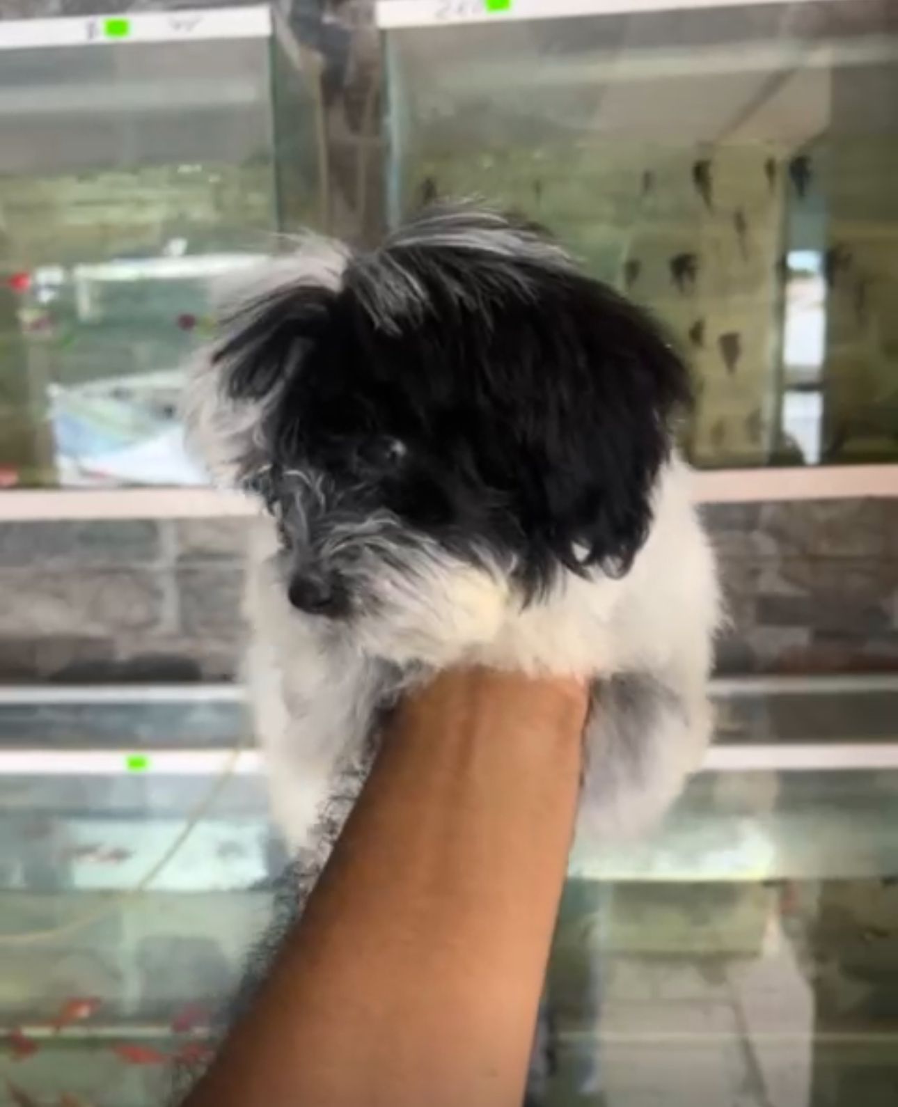 OFERTA CACHORRO SHIPOO MACHO EN SANTO DOMINGO Y VACUNA AL DIA  Foto 7307374-1.jpg