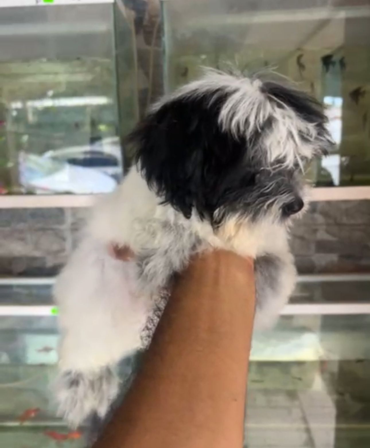 OFERTA CACHORRO SHIPOO MACHO EN SANTO DOMINGO Y VACUNA AL DIA  Foto 7307374-2.jpg