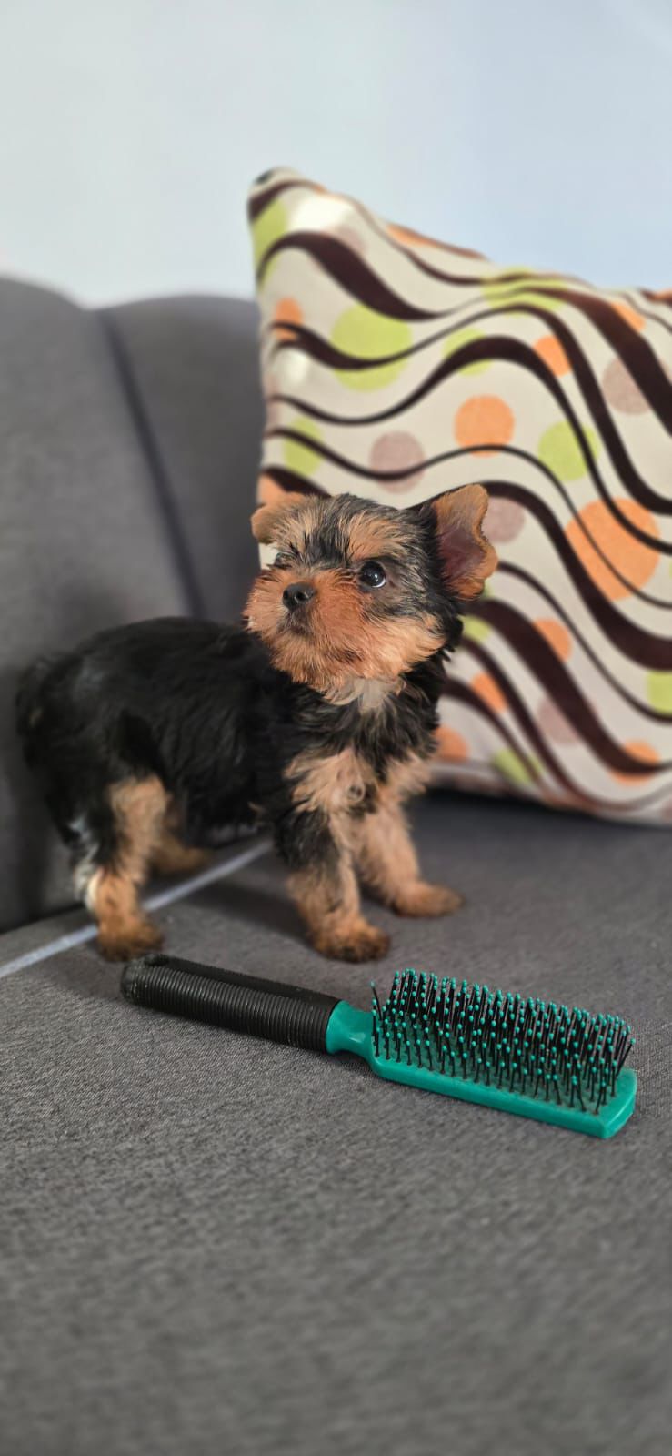 OFERTA CACHORRO YORKIE HEMBRA UBICADA EN SANTO DOMINGO Y VACUNA AL DIA Foto 7307375-1.jpg
