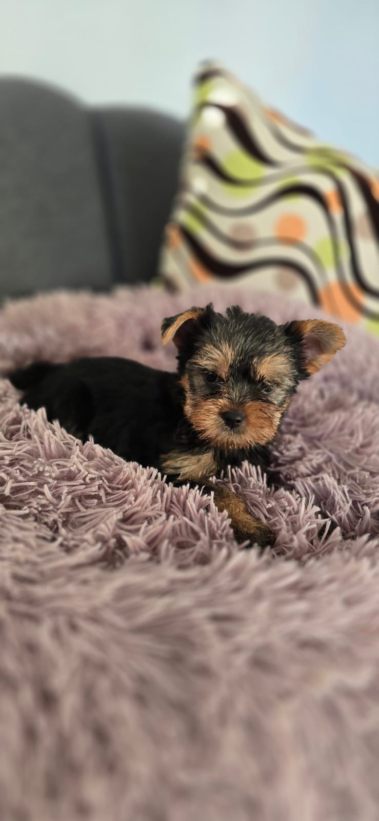 OFERTA CACHORRO YORKIE HEMBRA UBICADA EN SANTO DOMINGO Y VACUNA AL DIA Foto 7307375-2.jpg