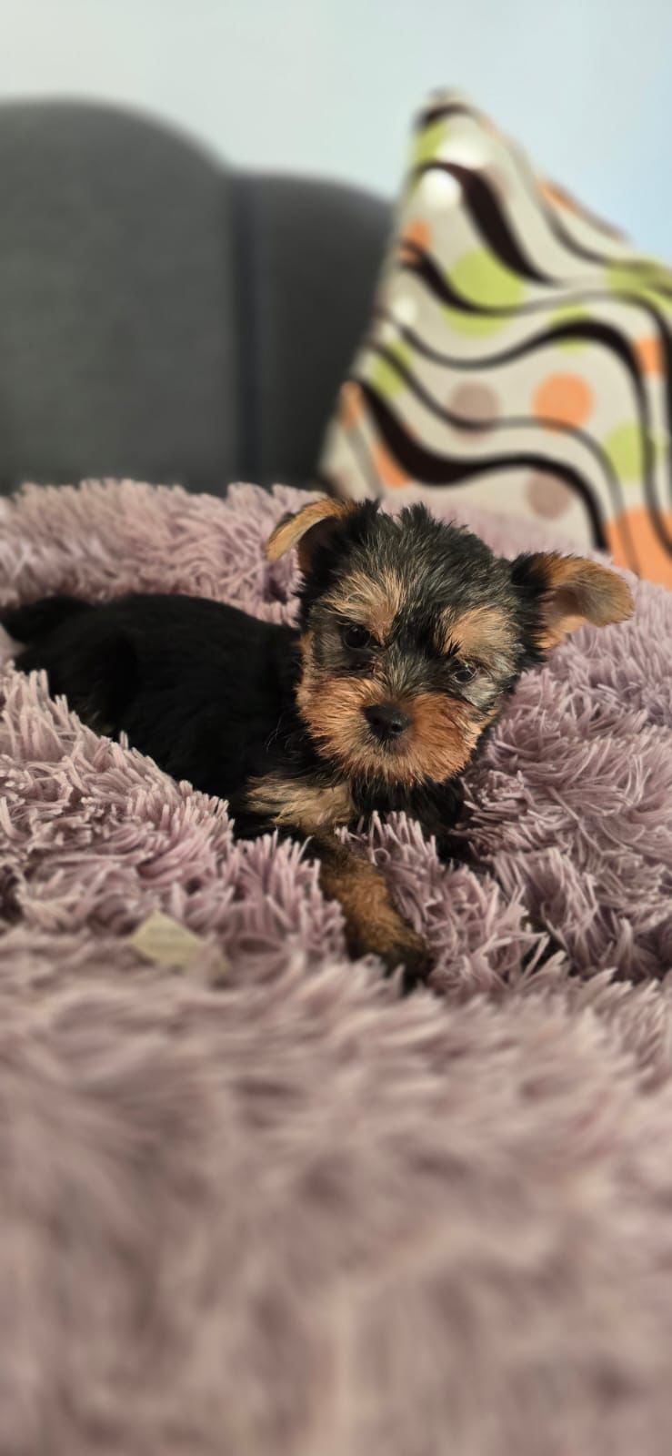 OFERTA CACHORRO YORKIE HEMBRA UBICADA EN SANTO DOMINGO Y VACUNA AL DIA Foto 7307375-3.jpg
