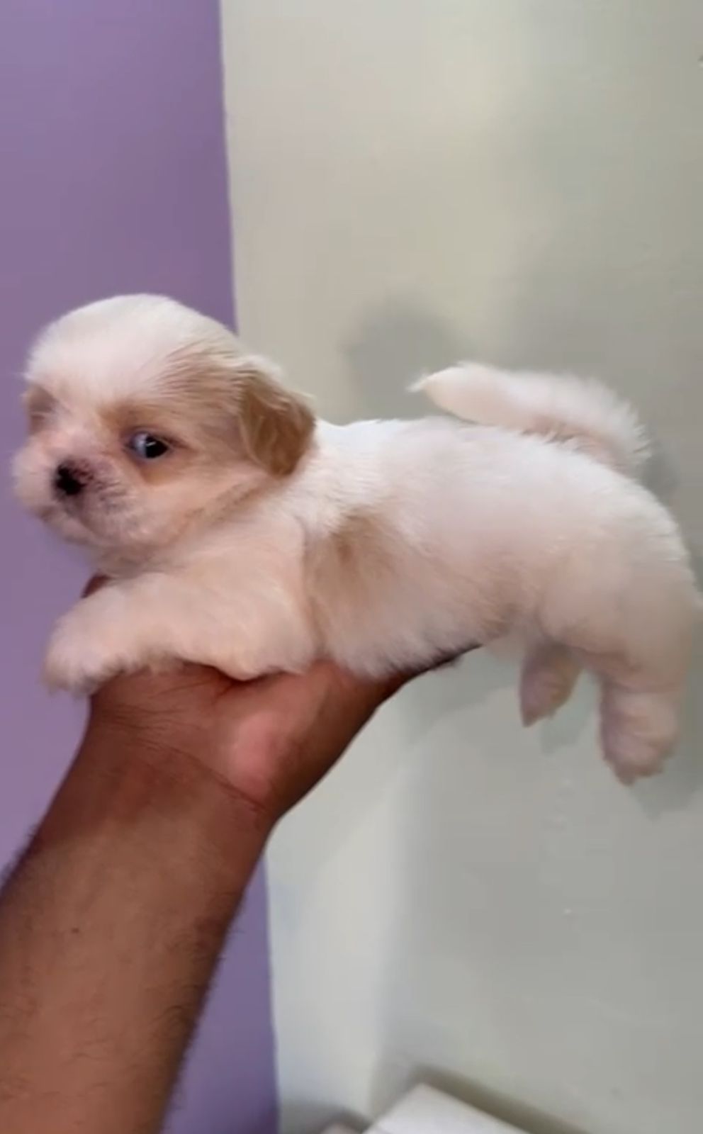 OFERTA CACHORRO SHIH TZU MACHO EN SANTO DOMINGO Y VACUNADOS  Foto 7307376-1.jpg