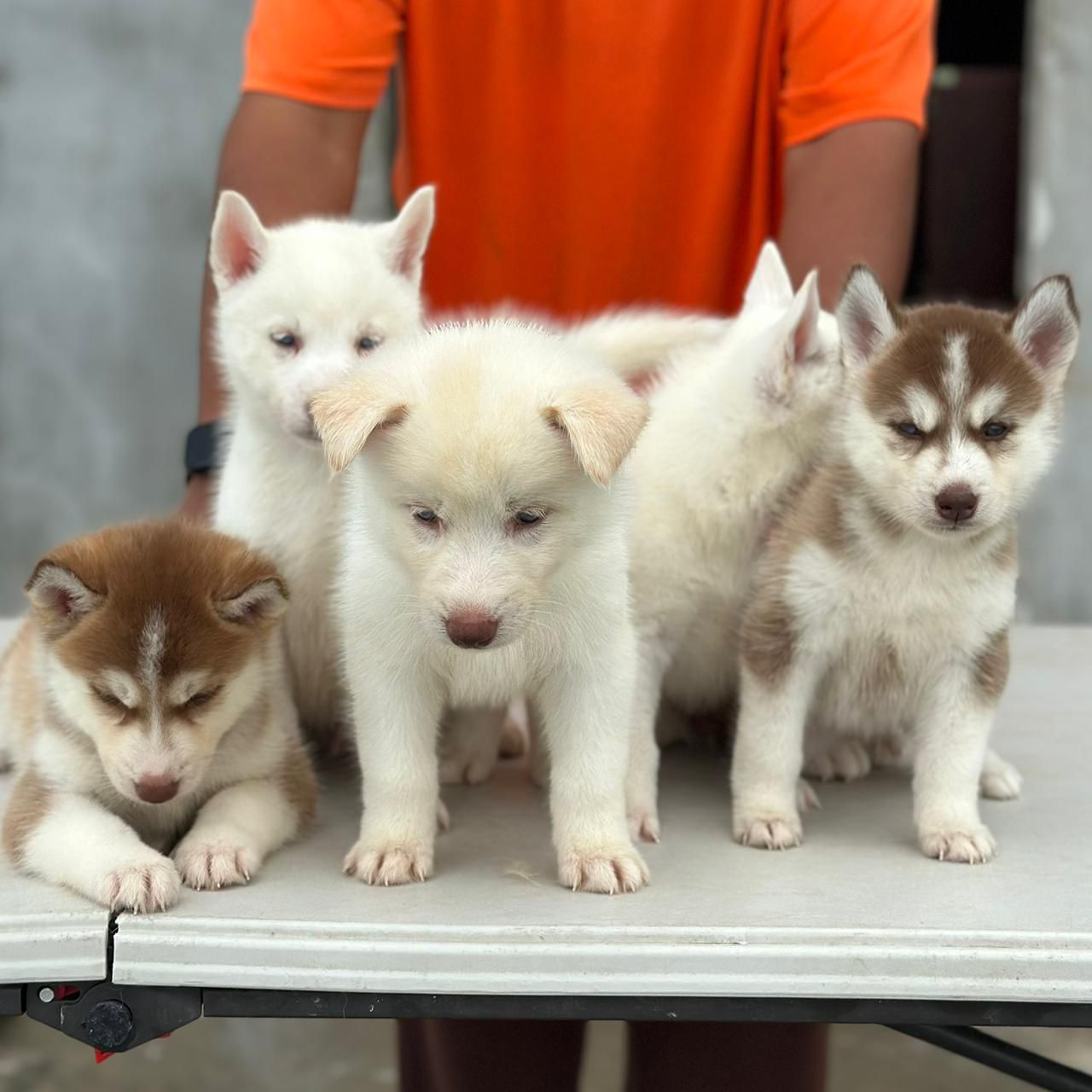 OFERTA CACHORRO HUSKY AMBOS SEXO EN SANTO DOMINGO Y VACUNA AL DIA  Foto 7307377-1.jpg