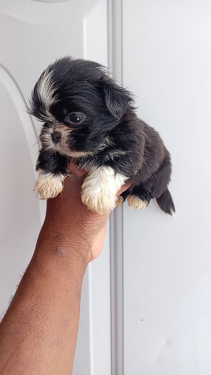 OFERTA CACHORRO SHIH TZU MACHO EN SANTO DOMINGO Y VACUNADOS  Foto 7307379-1.jpg