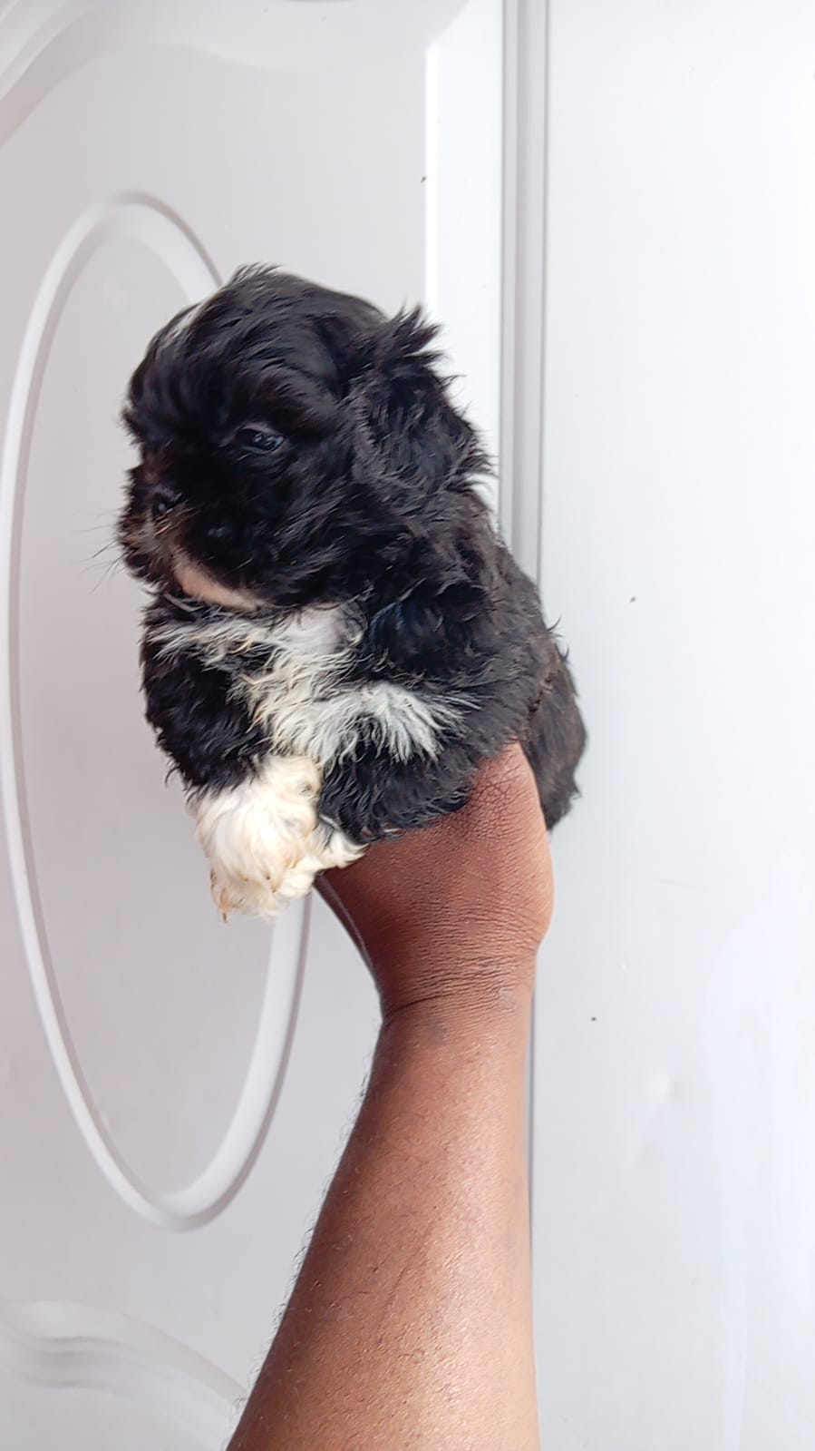 OFERTA CACHORRO SHIH TZU MACHO EN SANTO DOMINGO Y VACUNADOS  Foto 7307379-2.jpg