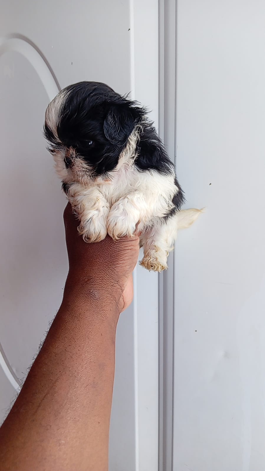 OFERTA CACHORRO SHIH TZU MACHO EN SANTO DOMINGO Y VACUNADOS  Foto 7307379-3.jpg