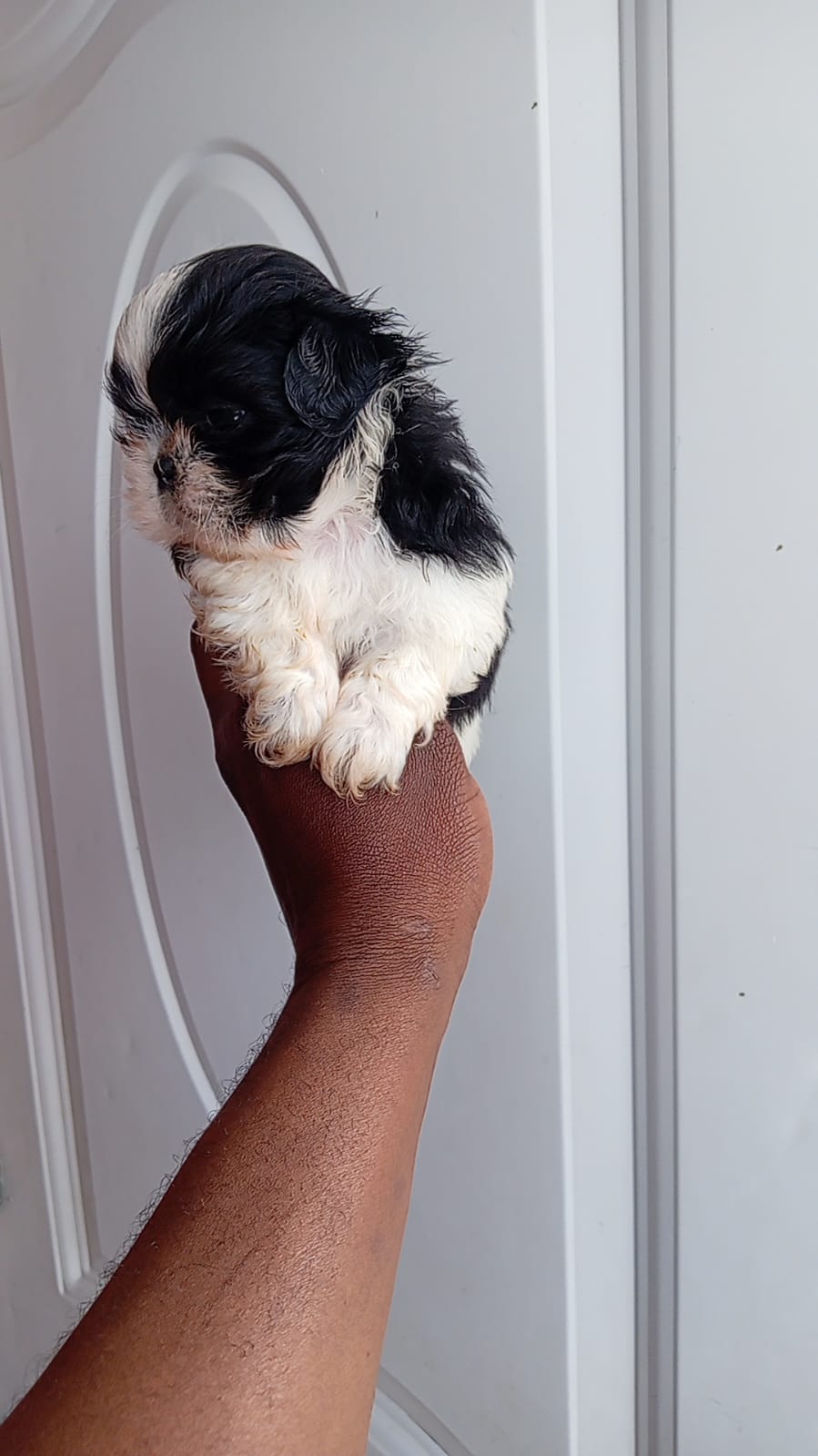 OFERTA CACHORRO SHIH TZU MACHO EN SANTO DOMINGO Y VACUNADOS  Foto 7307379-4.jpg