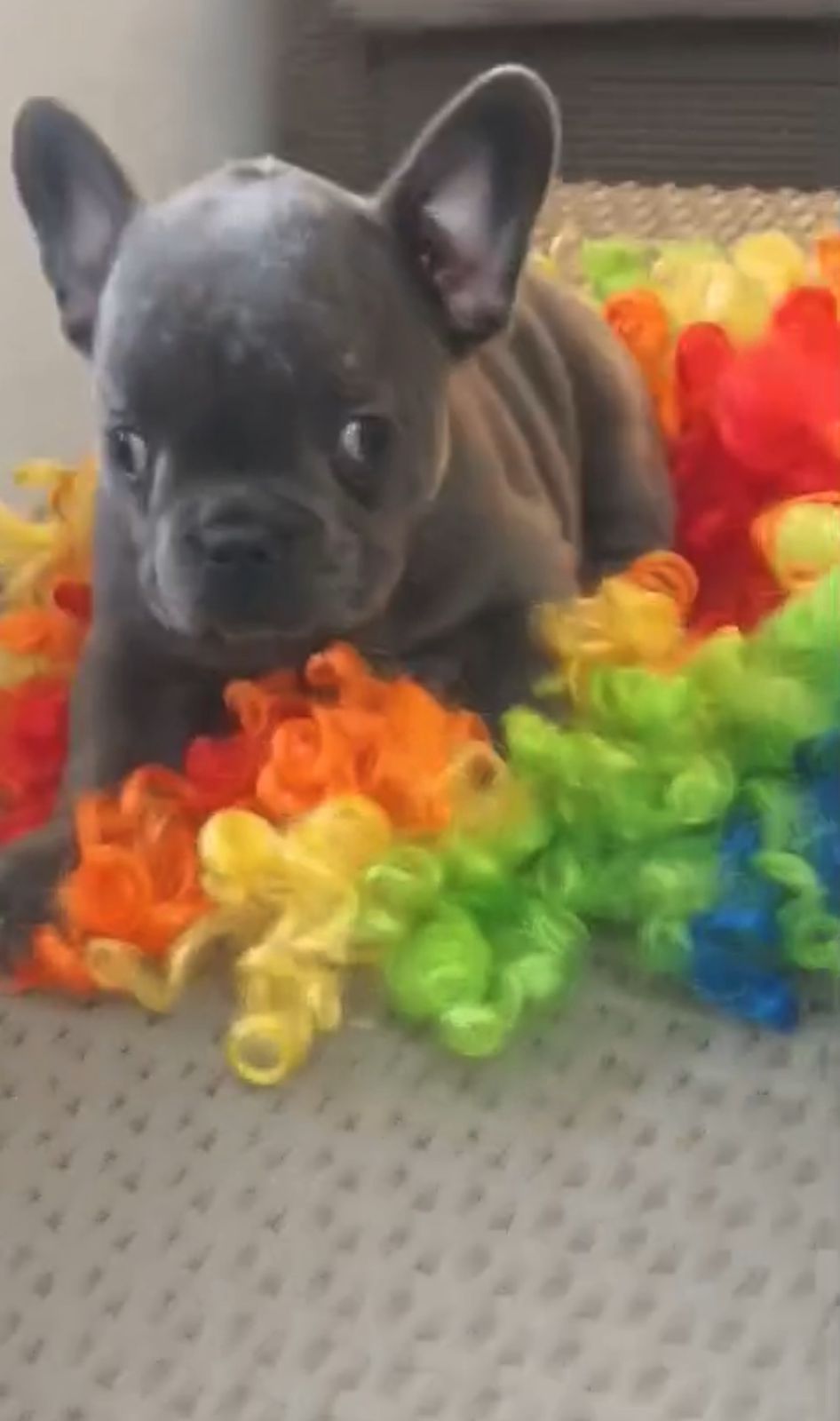 OFERTA CACHORRO BULLDOG FRANCES AMBOS SEXO EN SANTO DOMINGO Y VACUNA A Foto 7307441-1.jpg