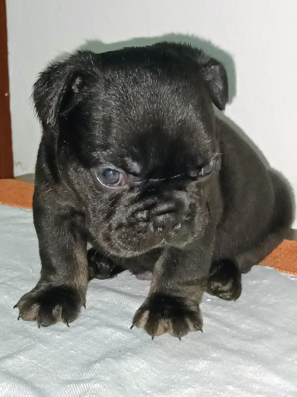 OFERTA CACHORRO BULLDOG FRANCES AMBOS SEXO EN SANTO DOMINGO Y VACUNA A Foto 7307441-2.jpg