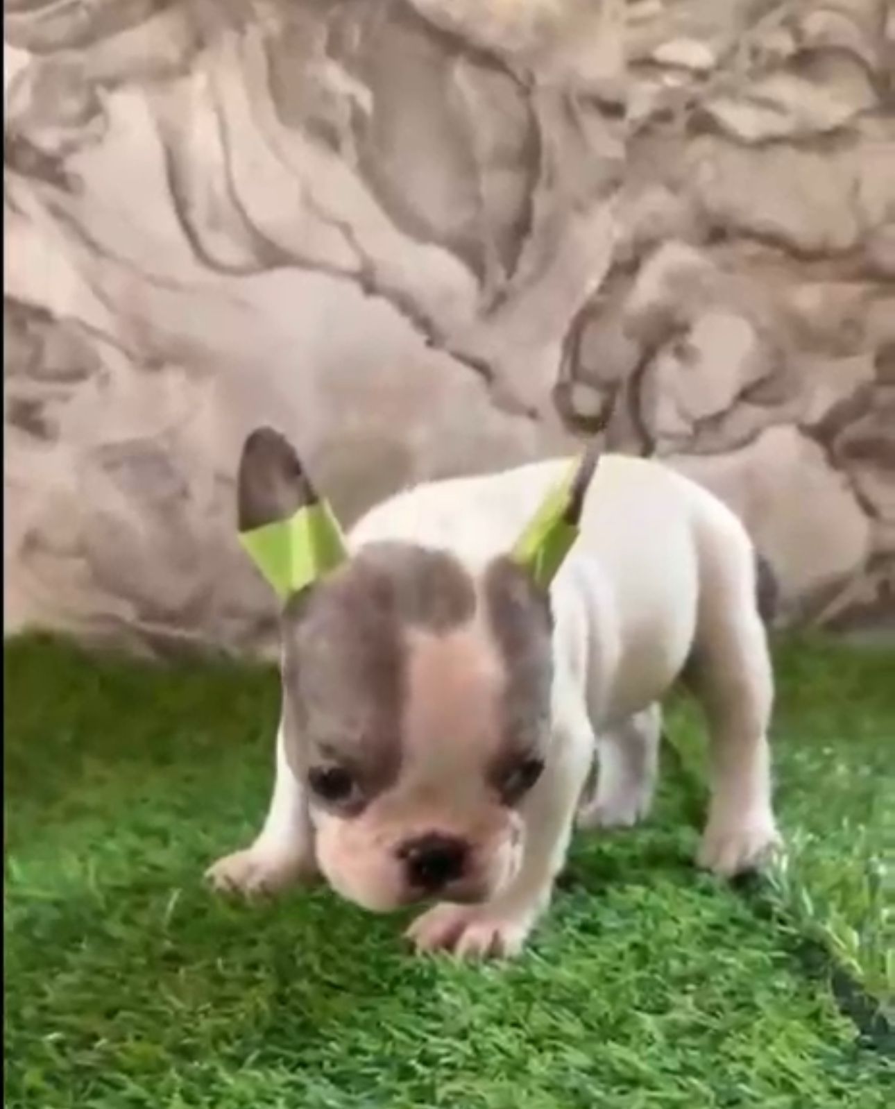 OFERTA CACHORRO BULLDOG FRANCES HEMBRA EN SANTO DOMINGO Y VACUNA AL DI Foto 7307442-1.jpg