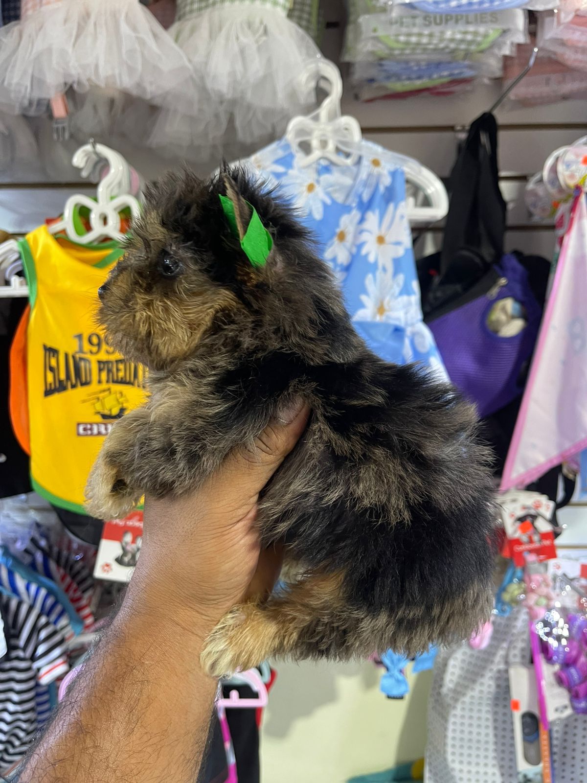 OFERTA CACHORRO YORKIE EXOTICA MERLE HEMBRA MERLE CON SU VACUNA AL DIA Foto 7307443-2.jpg