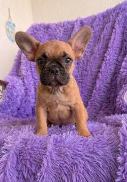 OFERTA CACHORRO BULLDOG FRANCES HEMBRA EN SANTO DOMINGO Y VACUNA AL DI Foto 7307457-1.jpg