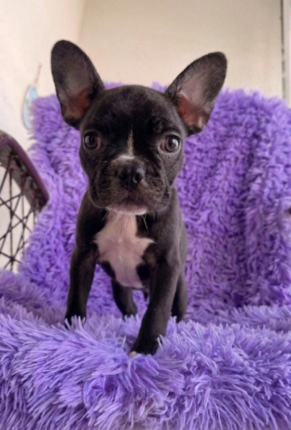 OFERTA CACHORRO BULLDOG FRANCES HEMBRA EN SANTO DOMINGO Y VACUNA AL DI Foto 7307457-2.jpg