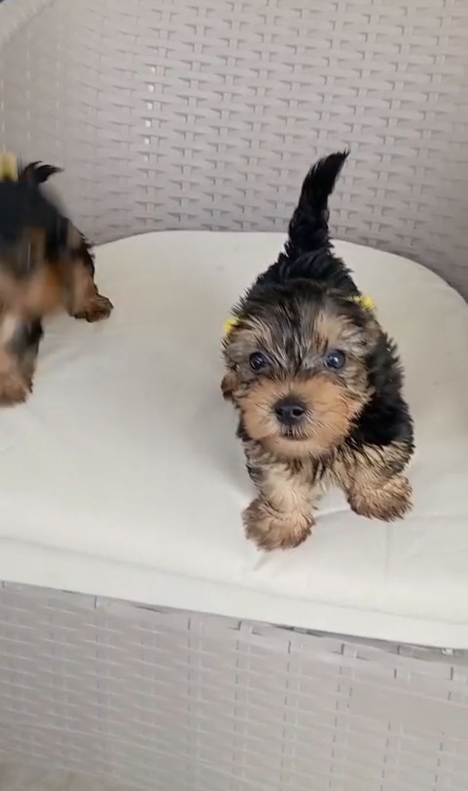 OFERTA CACHORRO YORKIE MACHO UBICADA EN SANTO DOMINGO Y VACUNA AL DIA  Foto 7307552-1.jpg