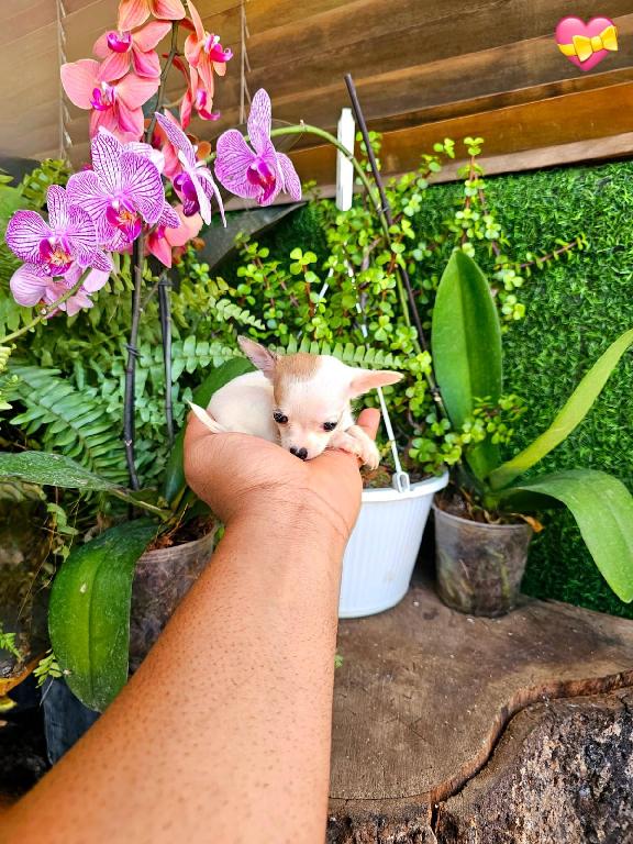 OFERTA CACHORRO CHIHUAHUA MINI MINI HEMBRA EN SANTO DOMINGO Y VACUNA A Foto 7307553-1.jpg