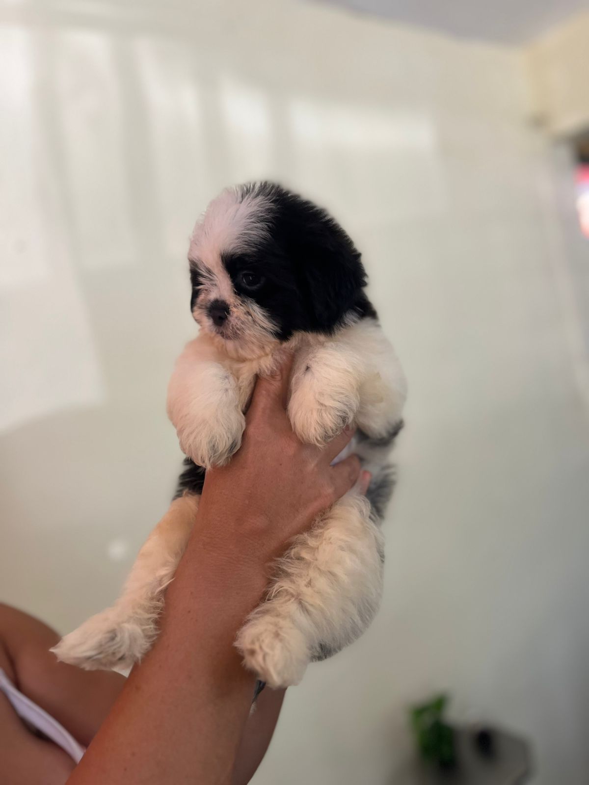 OFERTA CACHORRO SHIPOO MACHO EN SANTO DOMINGO Y VACUNA AL DIA  Foto 7307554-1.jpg