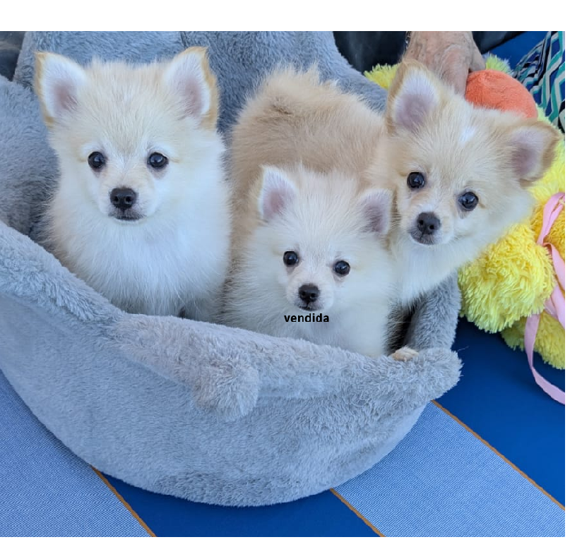 Cachorras Pomerania Pomeranian Puppies. Foto 7307698-1.jpg