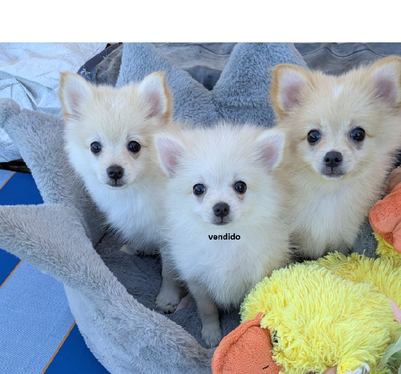Cachorras Pomerania Pomeranian Puppies. Foto 7307698-2.jpg