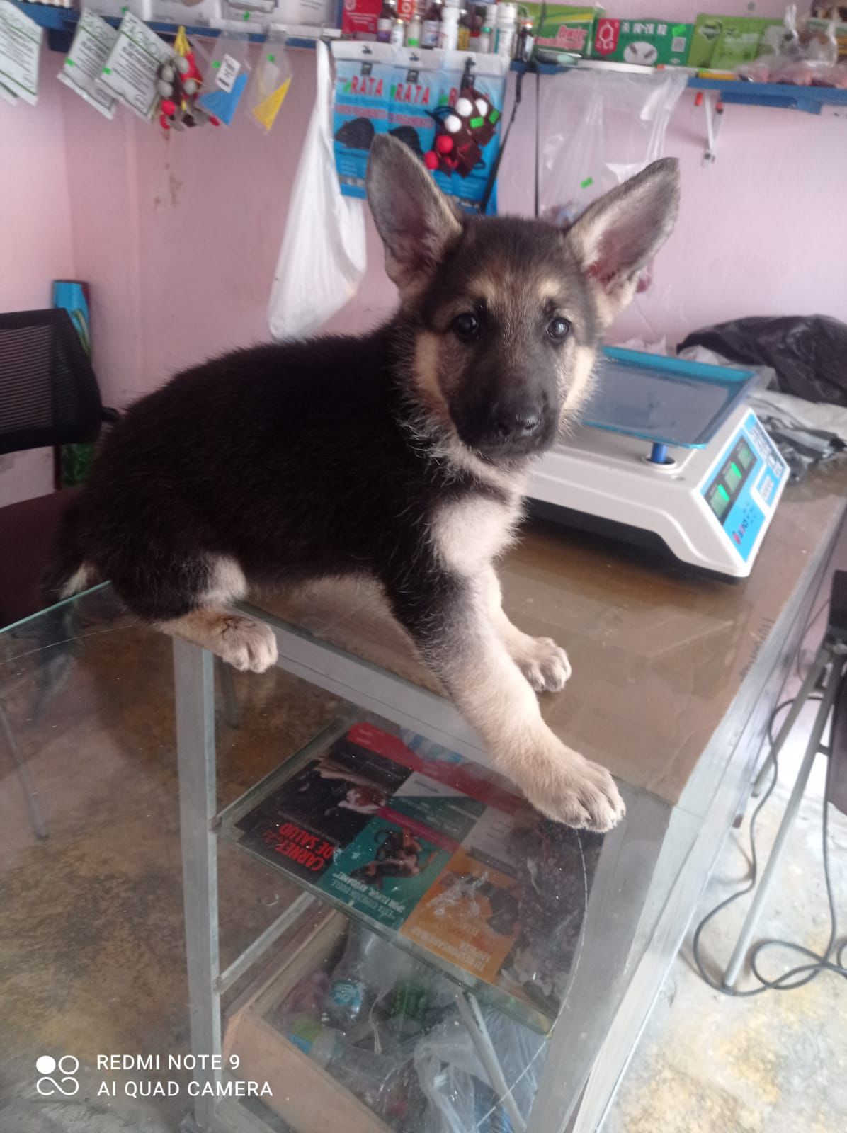 OFERTA CACHORRO PASTOR ALEMAN AMBOS SEXO EN SANTO DOMINGO Y VACUNA AL  Foto 7307773-2.jpg