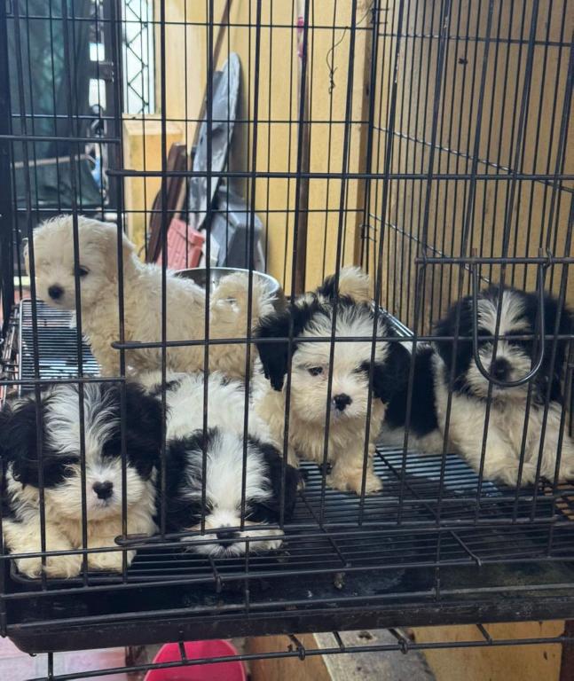 OFERTA CACHORRO SHIPOO AMBOS SEXO EN SANTO DOMINGO Y VACUNA AL DIA  Foto 7307774-1.jpg