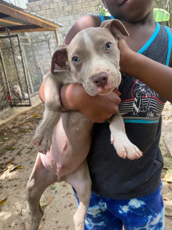OFERTA CACHORRO PITBULL AMBOS SEXO EN SANTO DOMINGO Y VACUNA AL DIA  Foto 7307775-1.jpg