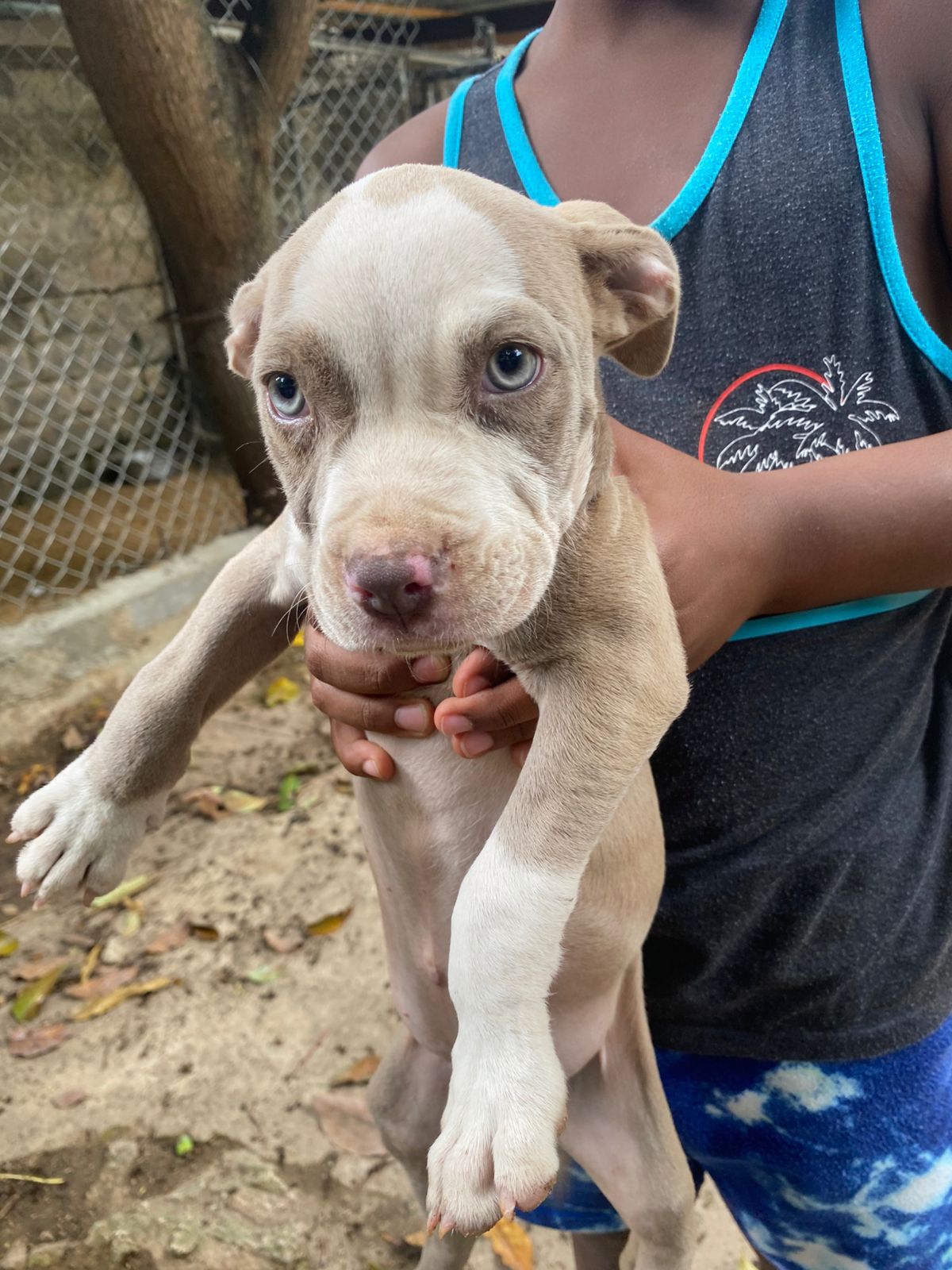 OFERTA CACHORRO PITBULL AMBOS SEXO EN SANTO DOMINGO Y VACUNA AL DIA  Foto 7307775-2.jpg