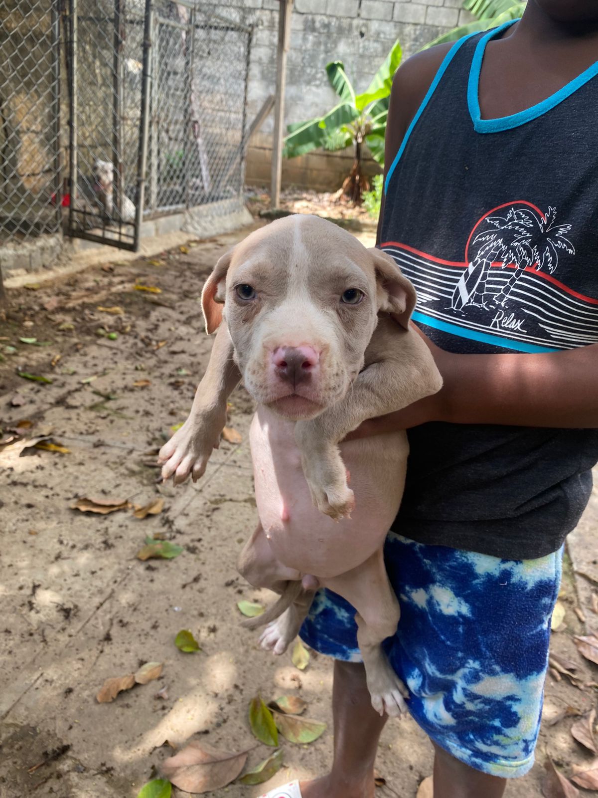 OFERTA CACHORRO PITBULL AMBOS SEXO EN SANTO DOMINGO Y VACUNA AL DIA  Foto 7307775-3.jpg