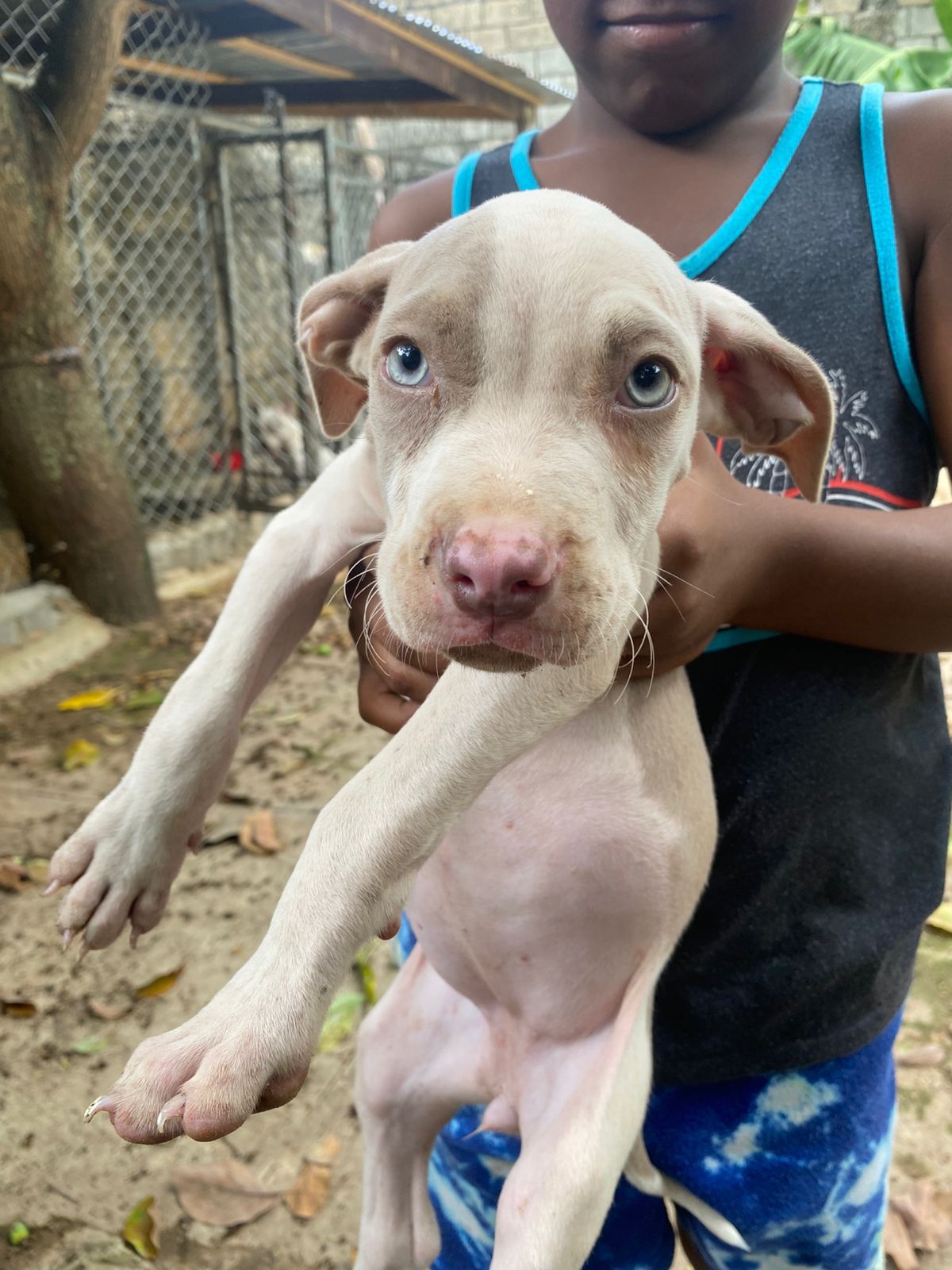 OFERTA CACHORRO PITBULL AMBOS SEXO EN SANTO DOMINGO Y VACUNA AL DIA  Foto 7307775-4.jpg