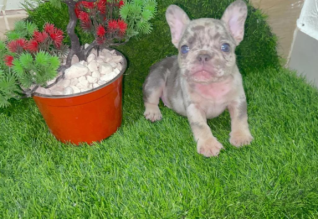 OFERTA CACHORRO BULLDOG FRANCES MERLE MACHO CON SU VACUNA AL DIA EN SA Foto 7307776-1.jpg