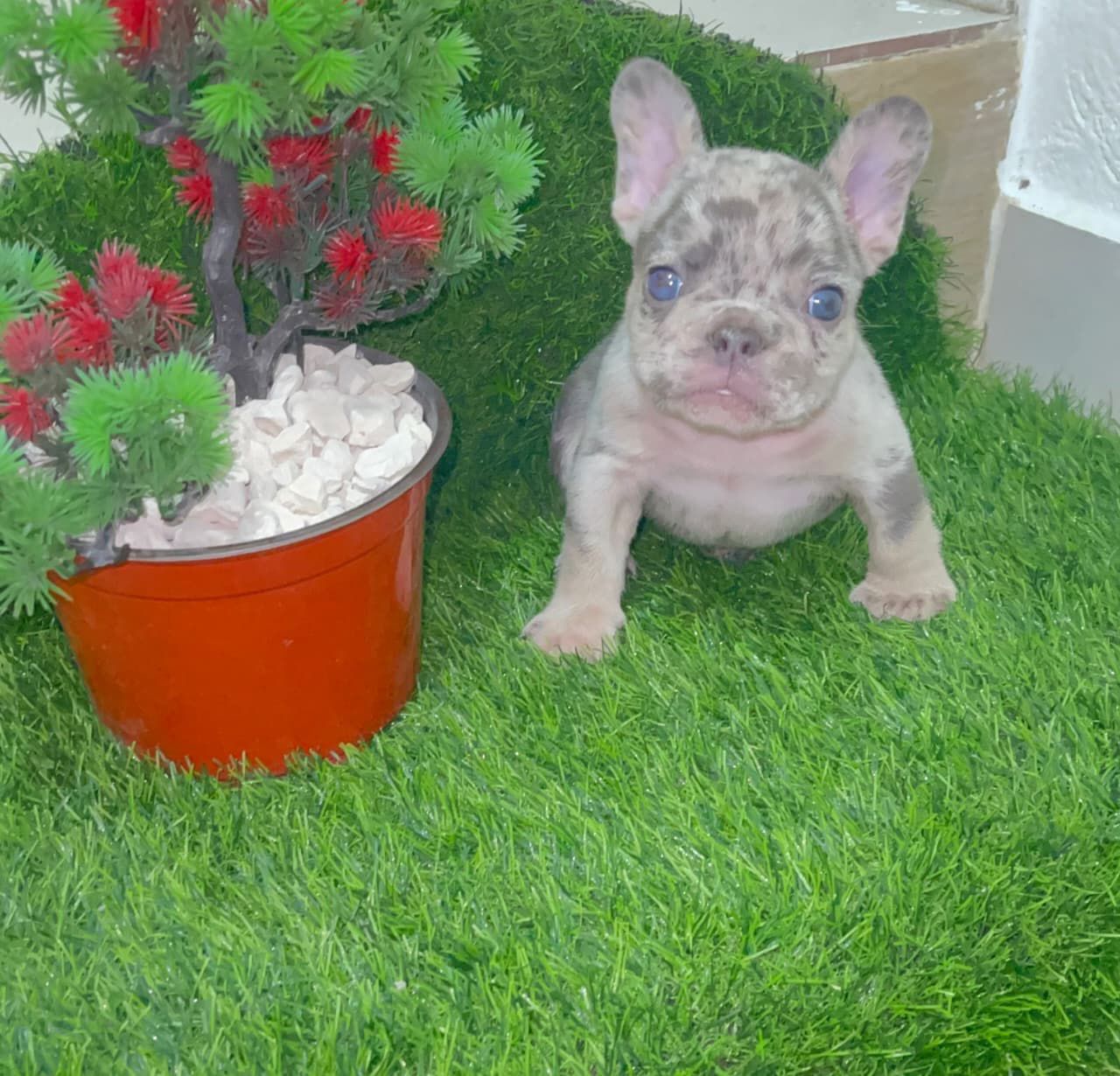 OFERTA CACHORRO BULLDOG FRANCES MERLE MACHO CON SU VACUNA AL DIA EN SA Foto 7307776-2.jpg