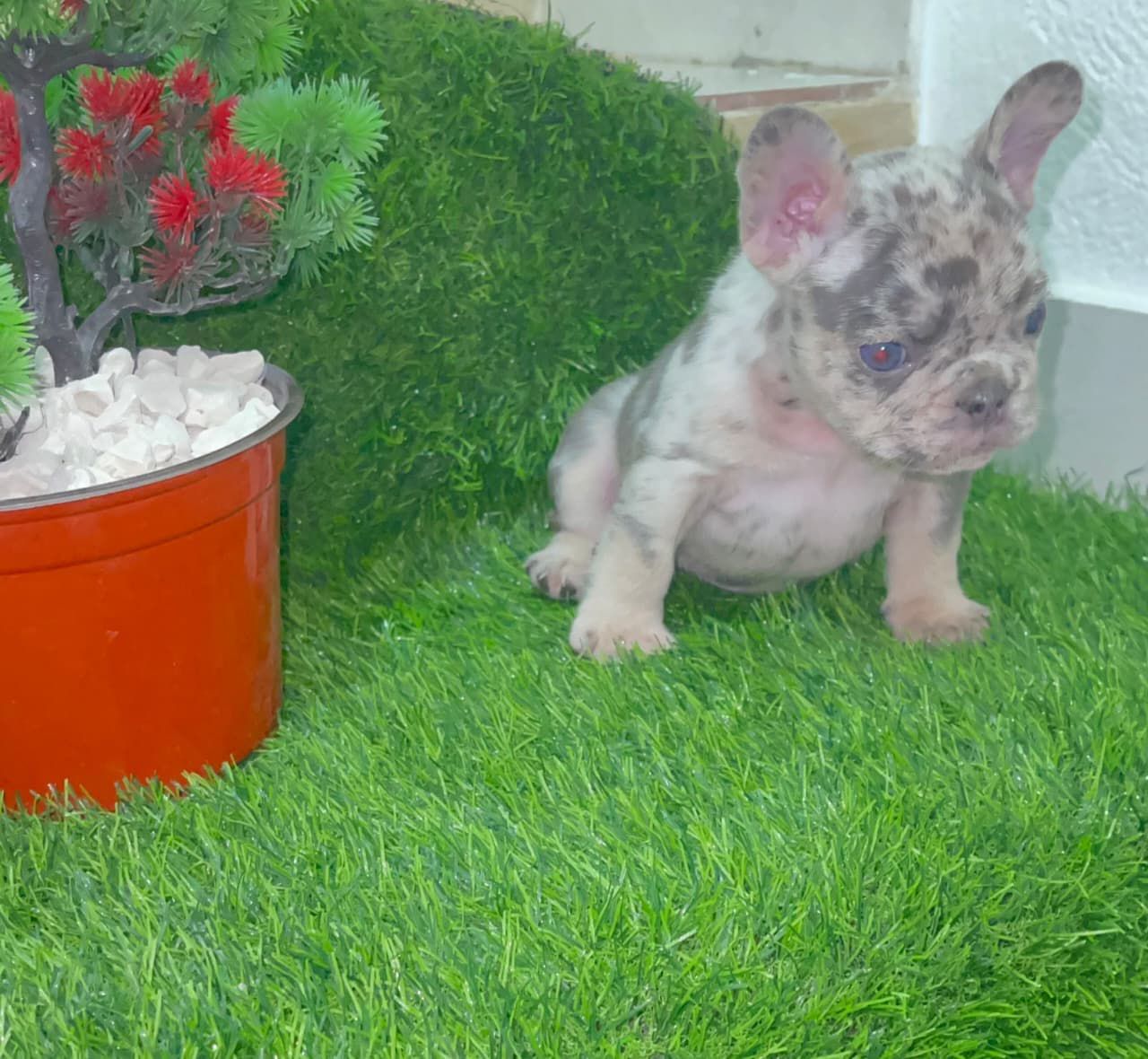 OFERTA CACHORRO BULLDOG FRANCES MERLE MACHO CON SU VACUNA AL DIA EN SA Foto 7307776-3.jpg