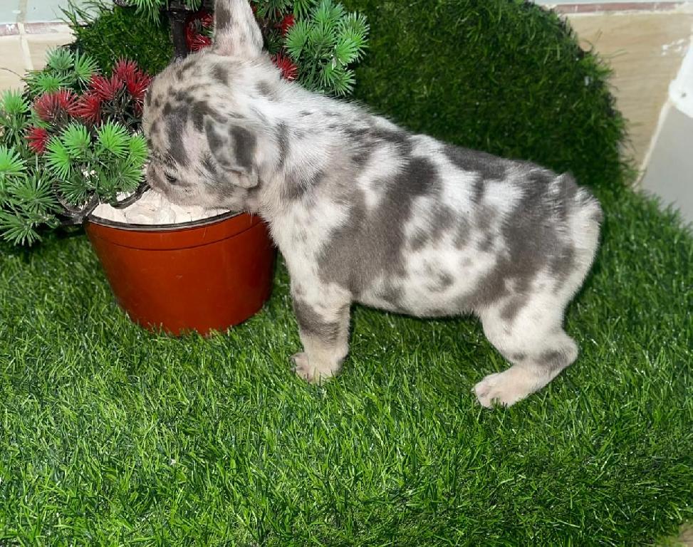 OFERTA CACHORRO BULLDOG FRANCES MERLE MACHO CON SU VACUNA AL DIA EN SA Foto 7307776-4.jpg