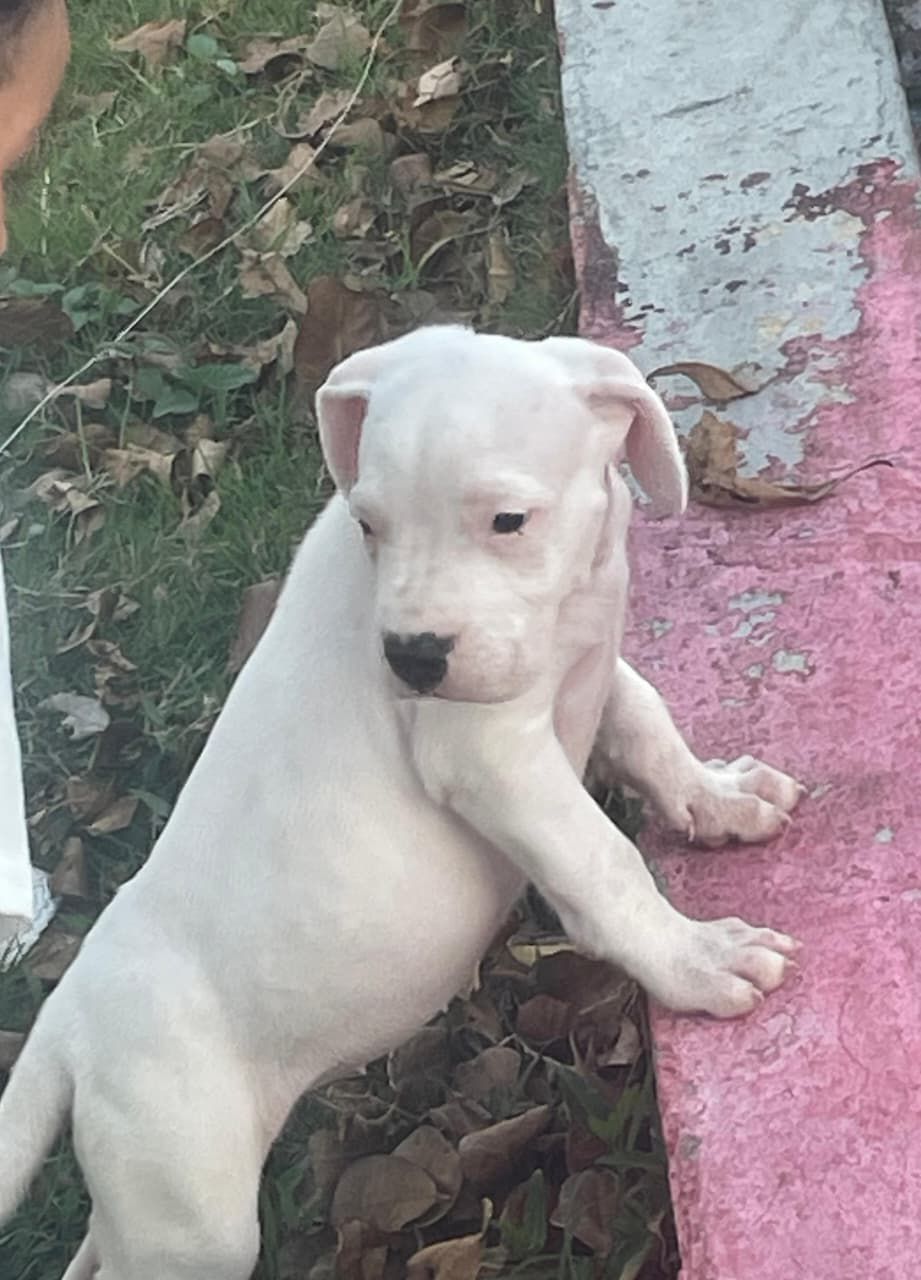 OFERTA CACHORRO DOGO ARGENTINO AMBOS SEXO EN SANTO DOMINGO Y VACUNA AL Foto 7307777-1.jpg