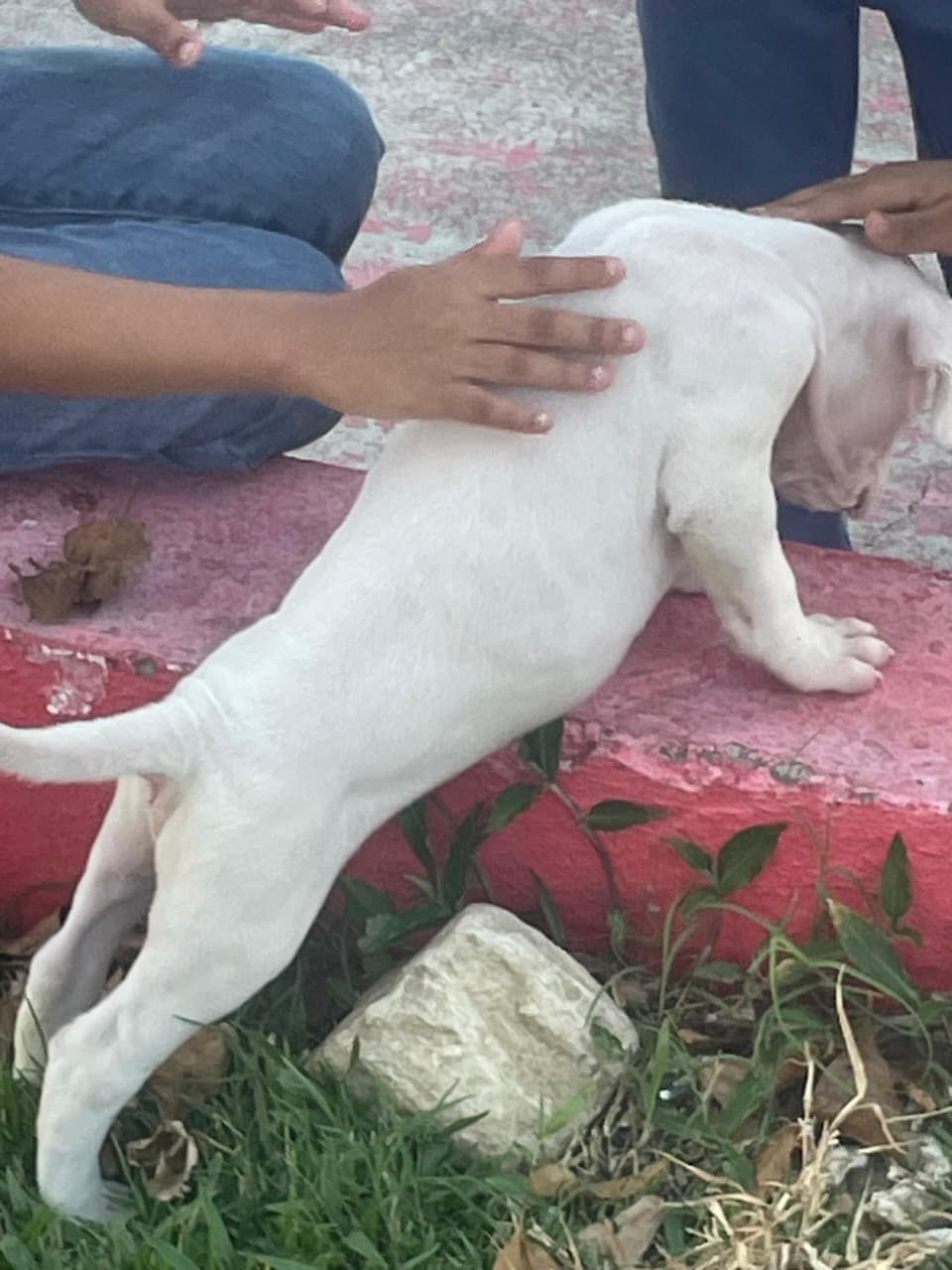 OFERTA CACHORRO DOGO ARGENTINO AMBOS SEXO EN SANTO DOMINGO Y VACUNA AL Foto 7307777-2.jpg