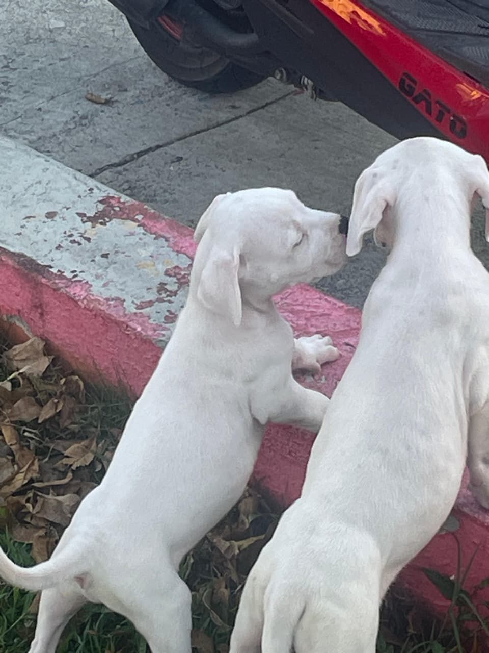 OFERTA CACHORRO DOGO ARGENTINO AMBOS SEXO EN SANTO DOMINGO Y VACUNA AL Foto 7307777-3.jpg