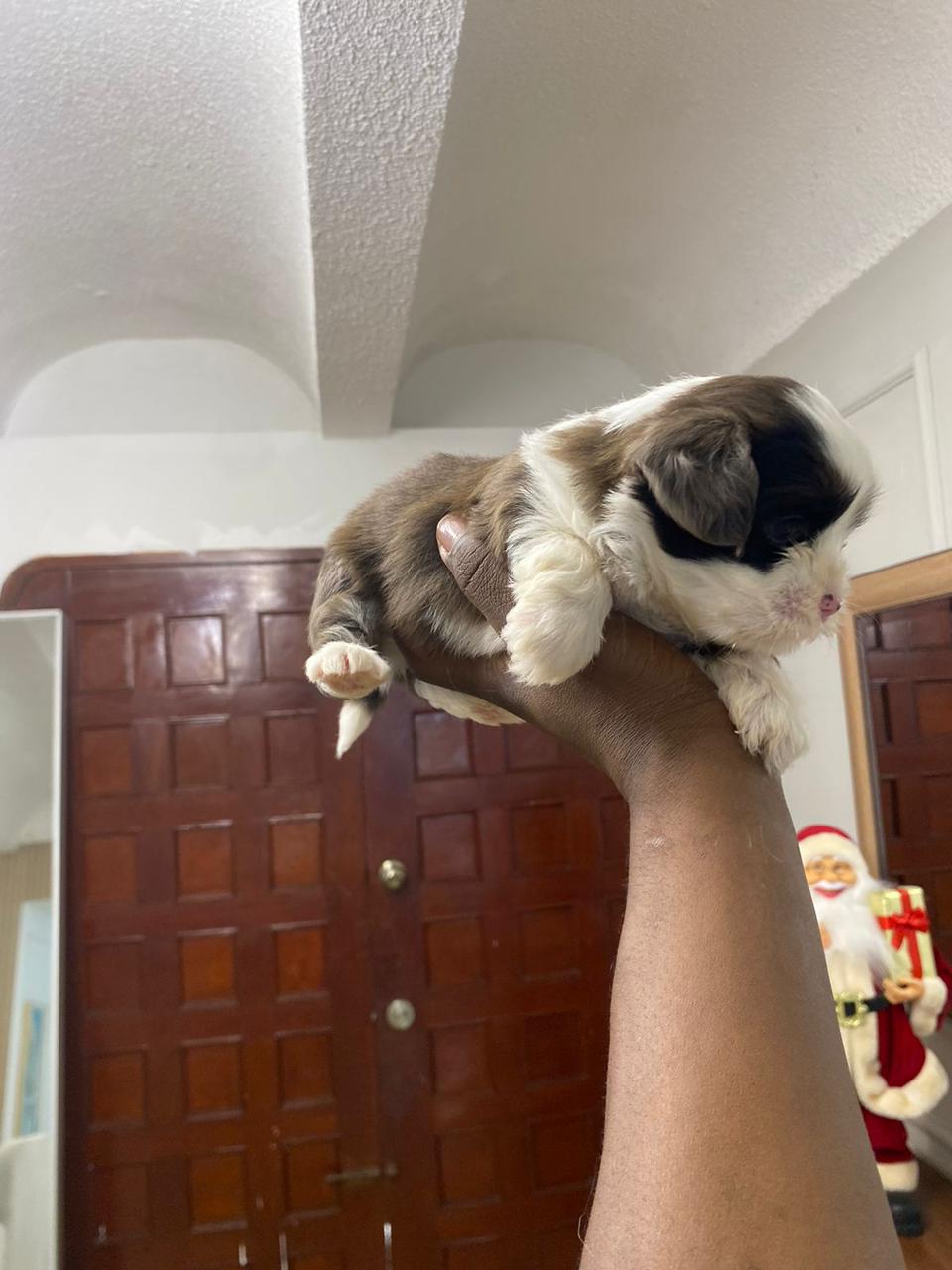 OFERTA CACHORRO SHIPOO AMBOS SEXO EN SANTO DOMINGO Y VACUNA AL DIA  Foto 7307778-1.jpg